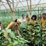 Wakil Wali Kota Tomohon Tinjau Langsung Kendala Petani Rurukan, Siap Realisasikan Bantuan Konkret